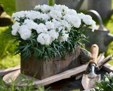 25 Carnation Chabaud White