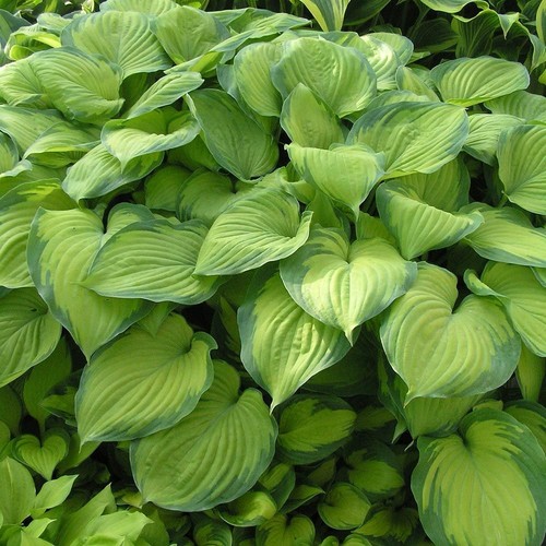Hosta guacamole plantain - 'guacamole',