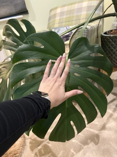 Big monstera deliciosa swiss - deliciosa,