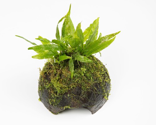 Java fern moss coconut - java,
