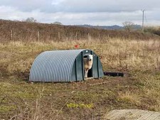 Photo 6x4 Sheep looking out of