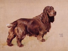 FIELD SPANIEL CHARMING DOG