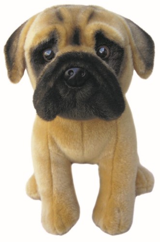 Bullmastiff teddy english - bullmastiff,