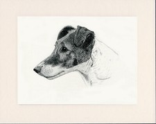 SMOOTH FOX TERRIER OLD 1935