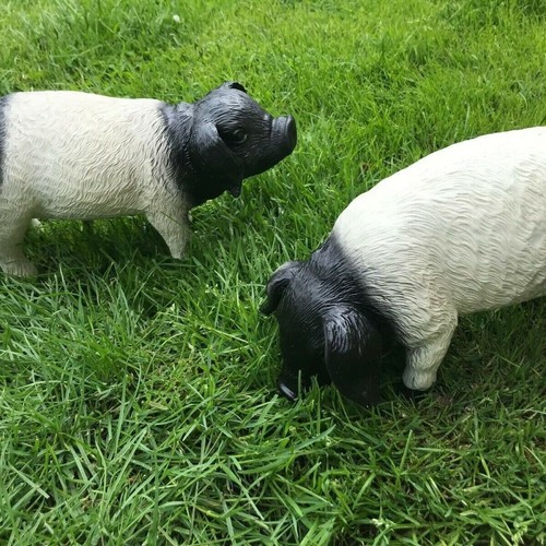 Pair black and white pigs - black,