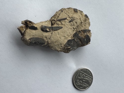 Fossil crab lobster - fossil, /