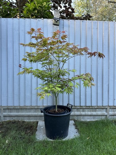 Acer palmatum amber - acer, ghost