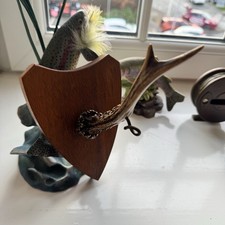 Mounted Antler Roe Deer Coat Hook Home Decor