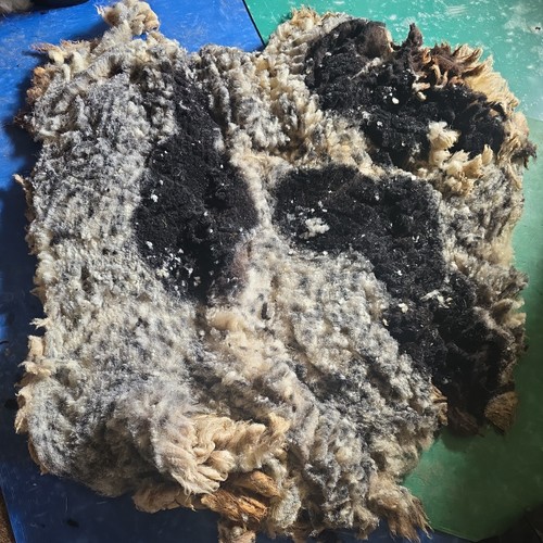 Raw unwashed rare - raw, sheep
