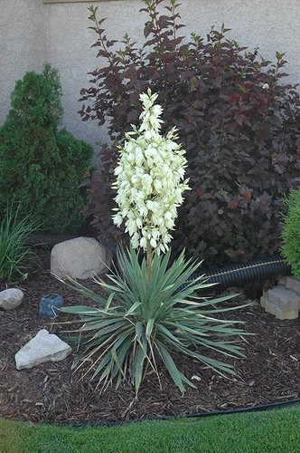 Yucca glauca soapweed - soapweed,