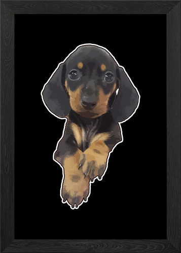 Cute miniature dachshund - miniature,