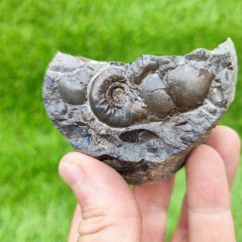 Psiloceras ammonite shell - psiloceras,