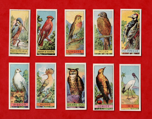 Birds set 10 victoria - birds,