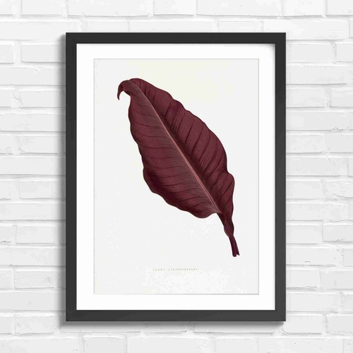 Dark red canna leaf - leaf, botanical