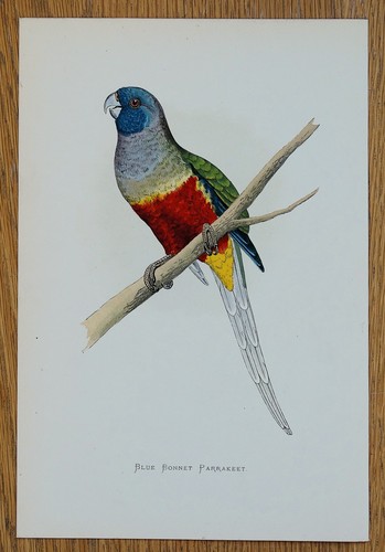 Antique parrot print blue - print,
