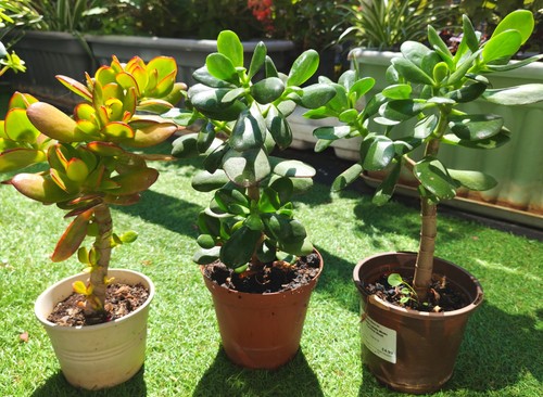 1xjade plant houseplant money - ,