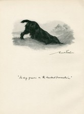 COCKER SPANIEL DIGGING A HOLE