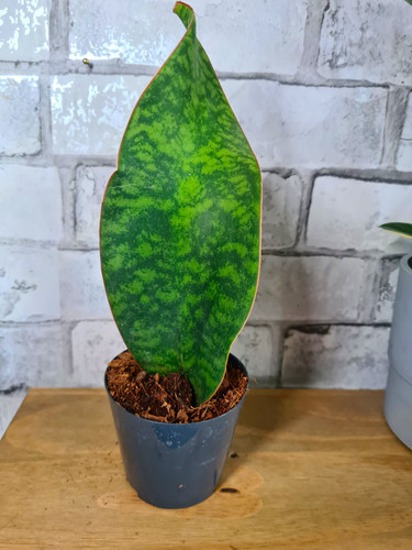 Whale fin sansevieria - whale,