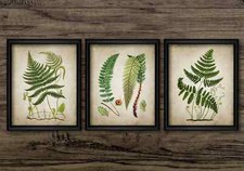 Ferns Print Set of 3, Vintage