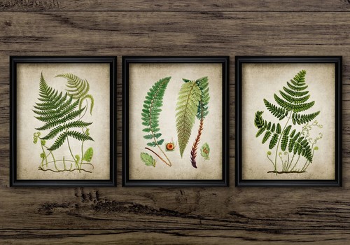 Ferns print set - print,