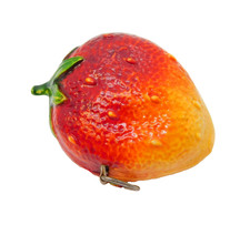 20th Century Novelty Early