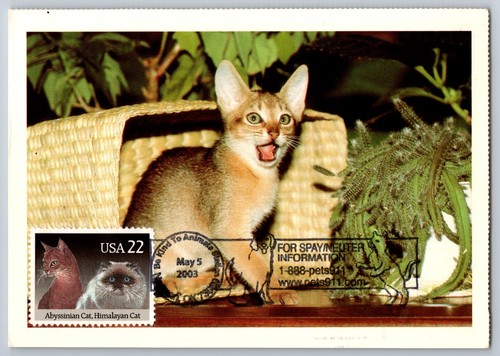 2373 cats abyssinian - abyssinian, &