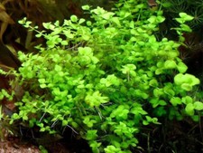 Micranthemum Umbrosum Giant Baby Tears Live Aquarium Tropical Plants 