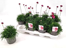 2 X Armeria 'Sea Thrift'