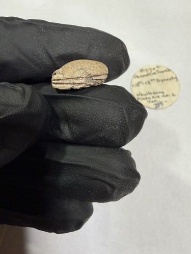 Ancient egyptian scarab - ancient,
