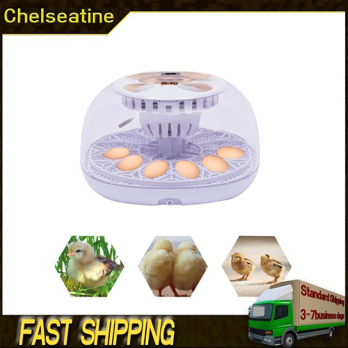 Household chicken hatching and - chicken,