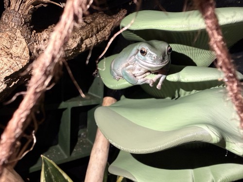 Frog and gecko mega - gecko, shroom