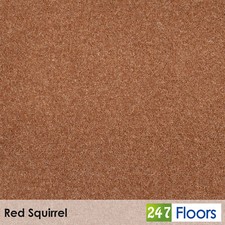 Red Squirrel Pembroke Twist