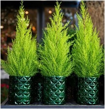 [MultiPack 9cm Pots] Conifer Cupressus Macrocarpe Wilma Goldcrest Lemon Cypress