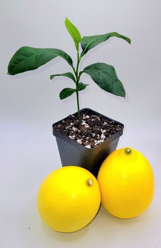 Meyer lemon seedlings 5 - meyer, 3-5