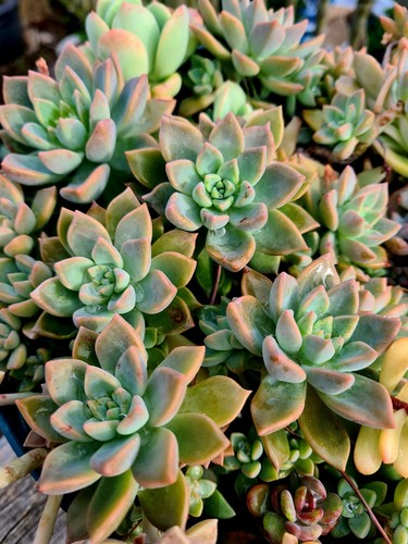Sedeveria blue elf leaf - sedeveria,