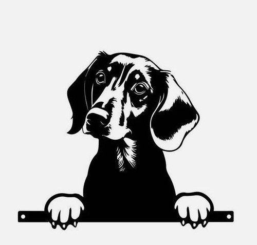 Dachshund hound dog - hound,