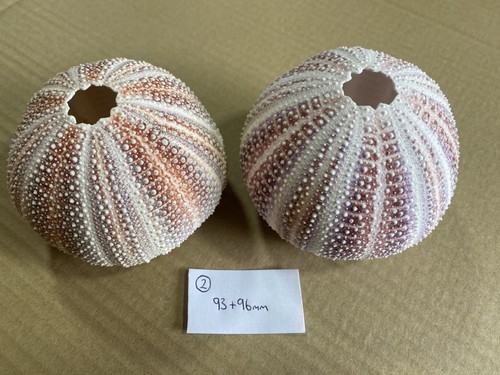 Large scottish sea urchins - scottish,