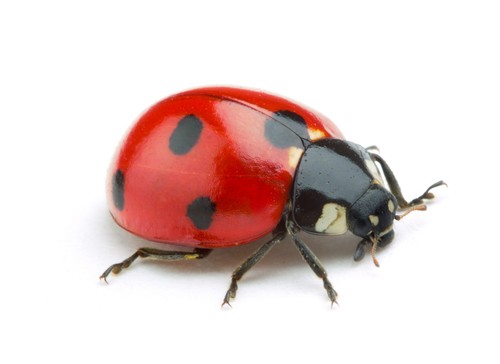 Real ladybug insect - real, ladybug,