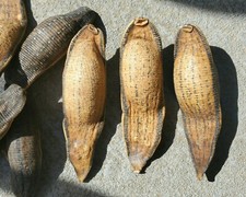 X3 Leeches, Dried Real Leech