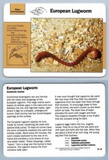 European Lugworm #97.18 Other Invertebrates - Grolier Wildlife Adventure Card