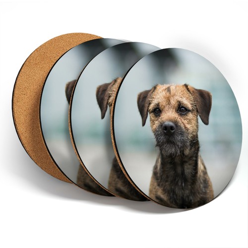 Coasters border terrier - 4,