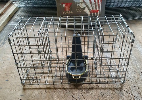 Black cat rat - rat, cage