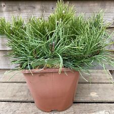 Pinus Mugo Pumilio Dwarf