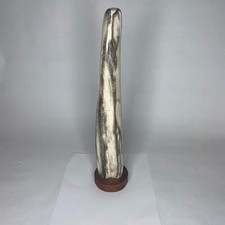 Petrified Wood, Fossil Wood