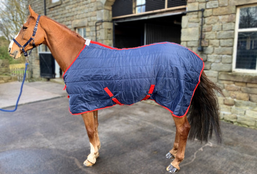 Stable horse pony - horse,