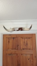 Mounted Cow Horns From A