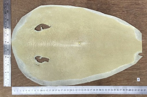 Genuine stingray shagreen - shagreen, skin