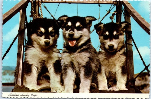 Postcard alaskan husky pups - -,