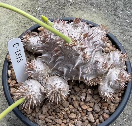 15cm pachypodium brevicaule - 15cm,