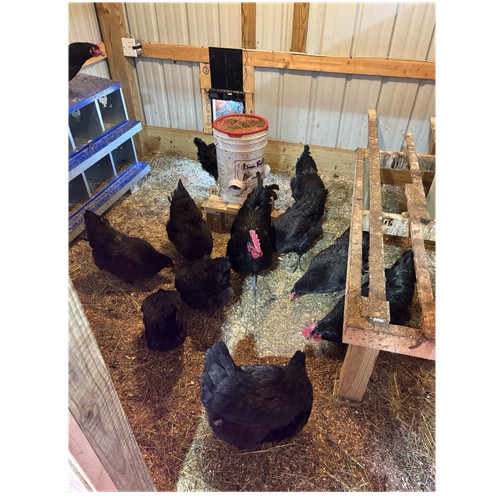 Fertile jersey giant eggs - jersey,